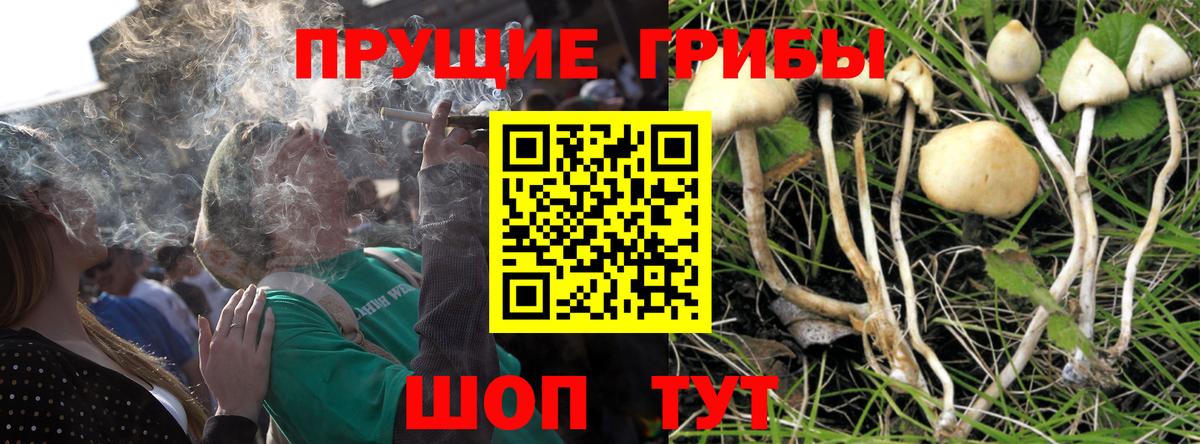 Галлюциногенные грибы GOLDEN TEACHER  как найти закладки  Рубцовск  Вход с VPN 
